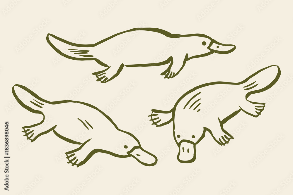 Obraz premium Platypus set doodle sketch Australia icon vector illustration
