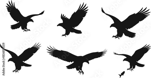 Collection of flying eagle silhouettes, black vector illustrations of hawks hunting fish and landing with spread wings, isolated set