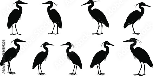 Set of heron silhouettes, vector collection of standing cranes and egrets, black wading bird illustrations on white background, isolated