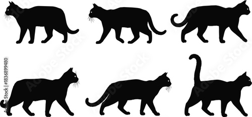 Set of walking cat silhouettes, black vector illustrations of feline pets moving side view, isolated on white background