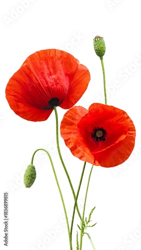 Close-up studio shot featuring vivid red blooms with black centers, green stems, and buds against a bright white backdrop