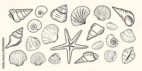 Collection of hand drawn black and white line art seashells and starfish on a pale background
