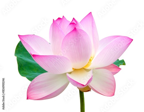Close-up studio shot of a beautiful, fully bloomed, pink and white flower. Green leaf and stem against a white background