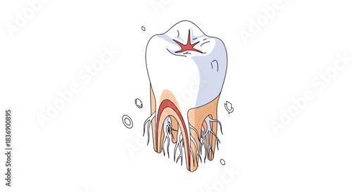 A detailed anatomical illustration of a human tooth showing its internal structure, including enamel, dentin, pulp, and root canals with nerves and blood vessels.