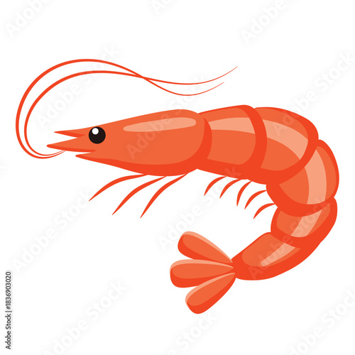 red/orange shrimp vector illustration isolated on a white background. This cartoon prawn graphic is ideal for seafood menus, culinary blogs, restaurant logos, aquaculture, 