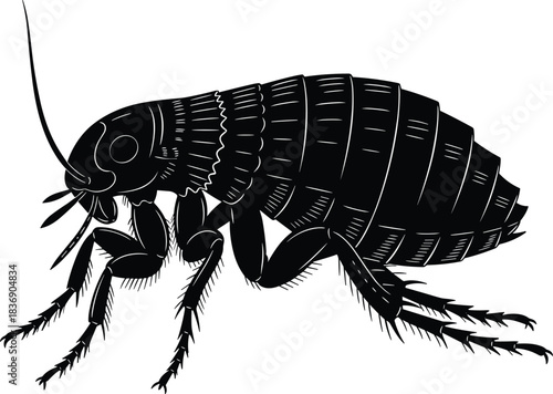 Detailed black vector silhouette of a common flea or insect parasite, illustrating pest control, entomology, and irritating creature biology on a white background.