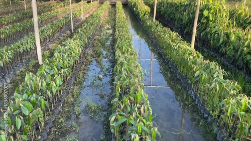 Dynamic video of tropical fruit farming. Rows of young Durian seedlings (King of Fruits) planted in black polybags. Captured inside a commercial nursery under a protective shade net.