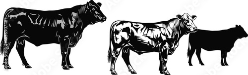 Cow silhouette and shaded illustration set, livestock vector comparison, farm animal design, cad drawing flat vector illustration