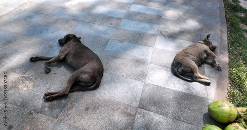 close up of two dogs rest on a pavement near grass, lying in opposite directions beside a green coconut.