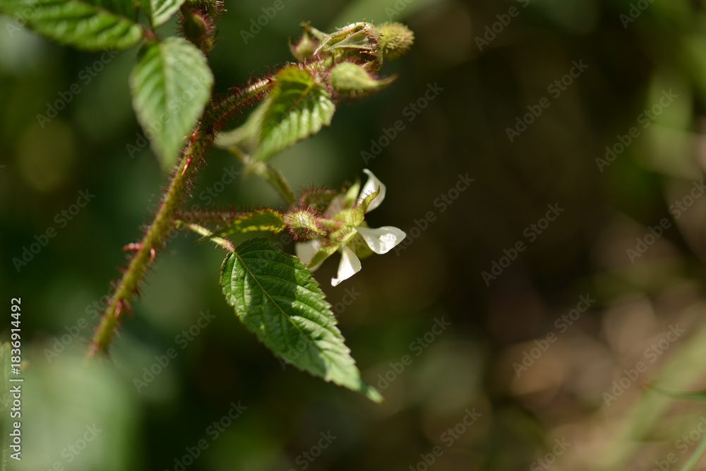 Naklejka premium Rubus sorbifolius white spring flowers with small petals and clustered inflorescences emerging from thorned hairy stems
