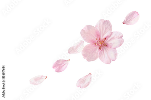 Delicate Pink Cherry Blossom Flower with Falling Petals