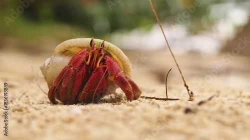 Solitary hermit crab moving cautiously along wet sandy shoreline 