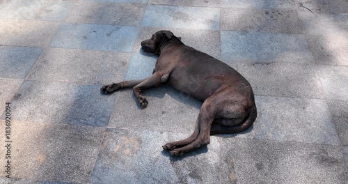 close up of a  brown dog rests peacefully on the sun drenched sidewalk, eyes closed, body relaxed.