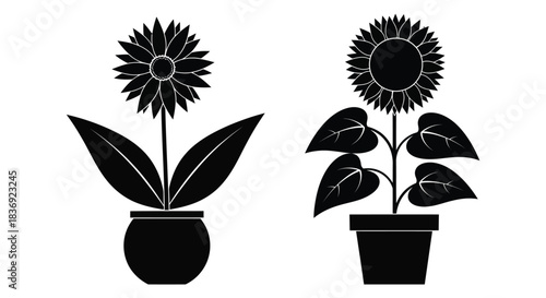 Two black sunflowers in pots on white background