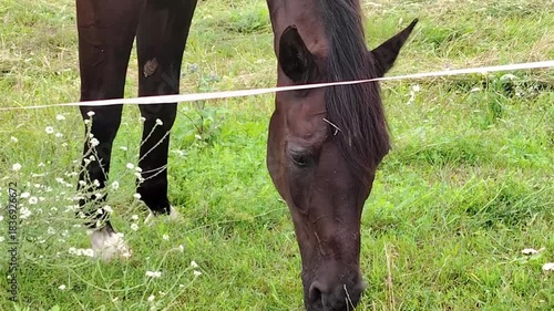 Dark brown horse grazing in a green summer pasture close up.