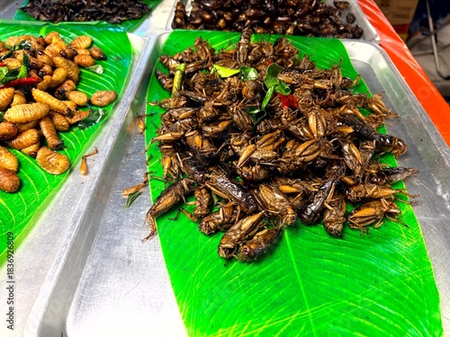 昆虫食