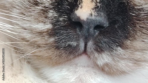 Close up view of a cats nose and whiskers.