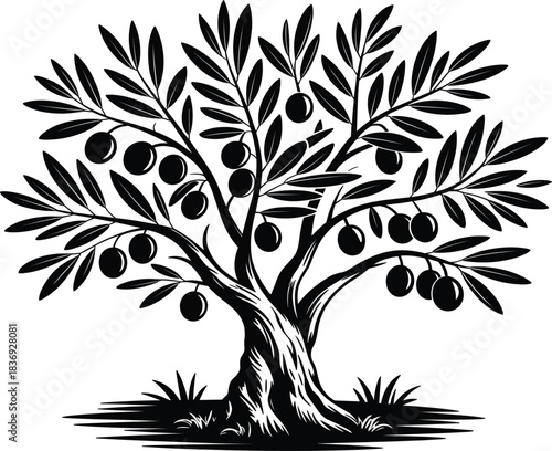 Detailed vector drawing of an olive tree with olives and leaves, symbolizing Mediterranean food, oil, nature, agriculture, and Italian cuisine