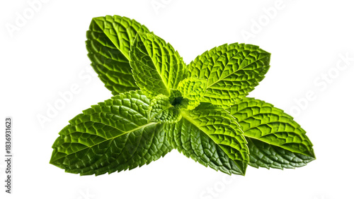 Fresh green mint leaf close up isolated on transparent background
