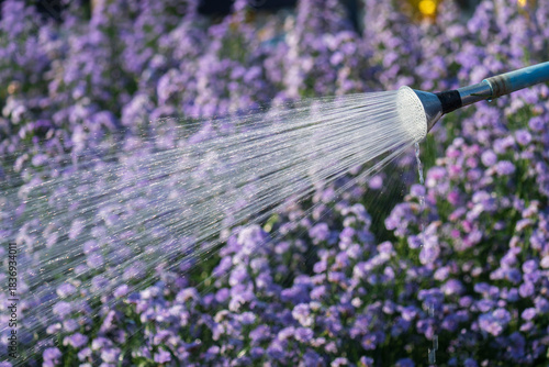 Fototapeta Naklejka Na Ścianę i Meble -  Close up of garden shower is watering flowers bed in park