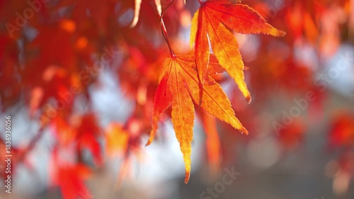 Japanese maple leave, autumn foliage, autumn scenery