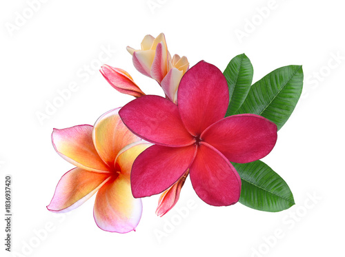 Vibrant red and orange plumeria (frangipani) flowers, both blooming and budding, growing in a lush green leafy cluster   om transparent.