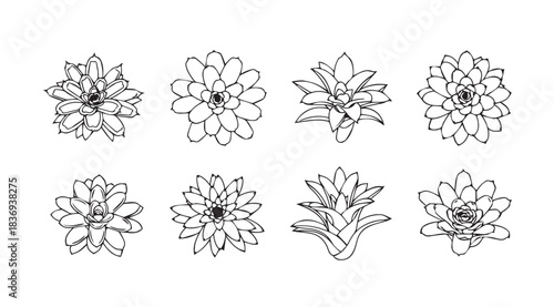Collection of eight botanical sketch drawings of diverse floral blooms hand drawn organic elements vector