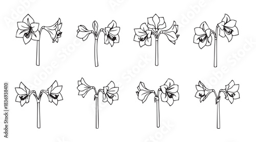 Elegant white bows tied with graceful petals delicate floral embellishments for design vector