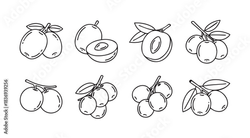 Collection of hand-drawn plum and apricot fruit illustrations with leaves on branches vector