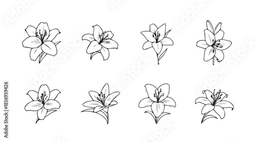 Collection of delicate hand-drawn lily flower sketches for artistic projects vector