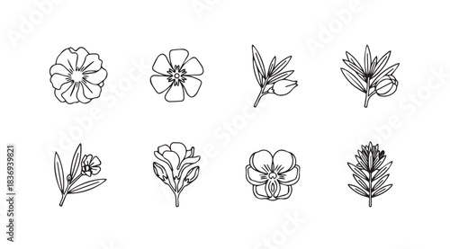 Hand drawn botanical elements featuring flowers leaves and twigs for design projects vector
