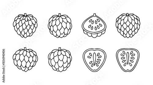 Cherimoya fruit collection whole and sliced sketch style line art set vector