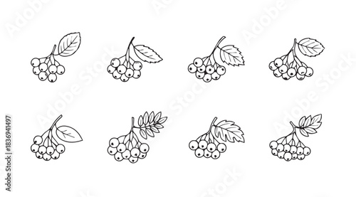 Set of hand-drawn berries with leaves sketchy botanical elements food graphics vector