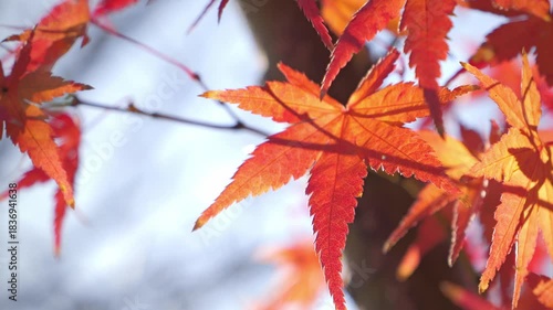 Japanese maple leave, autumn foliage, autumn scenery