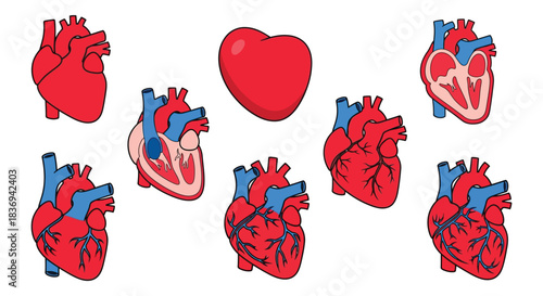 Detailed illustrations of human hearts