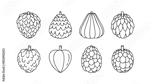 Collection of cherimoya fruit sketches hand drawn outline style for culinary and botanical designs vector