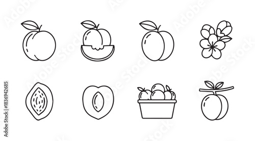 Collection of fresh peaches fruits icons hand drawn sketch style for healthy food design elements vector