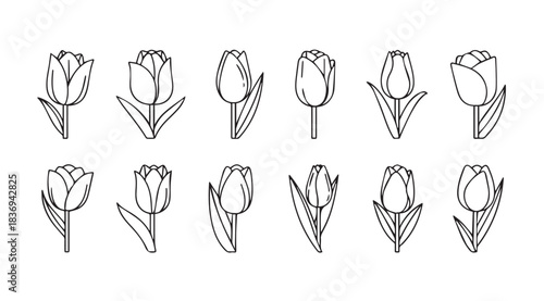 Hand drawn sketch collection of delicate tulips in various artistic styles for spring design elements vector