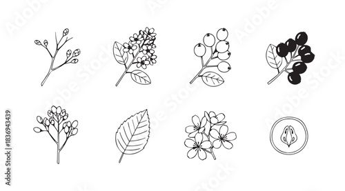 Botanical collection delicate hand drawn fruit and flower elements for elegant designs vector