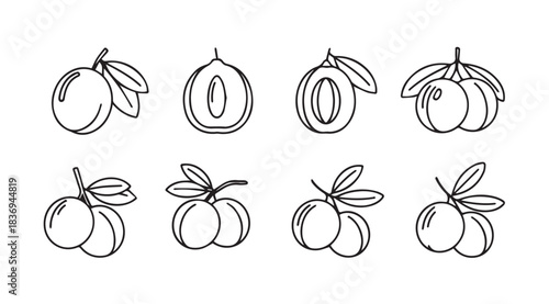 Hand drawn plum fruit collection line art sketch style for food and healthy lifestyle designs vector
