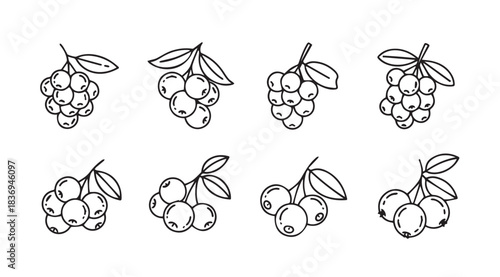 Hand drawn sketch collection of fresh ripe berries with leaves for natural organic food design vector