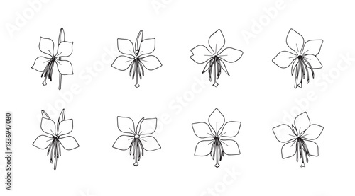 Collection of delicate hand-drawn floral studies showcasing flower anatomy and petal structure vector