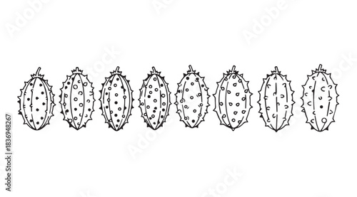 Collection of hand drawn outline cactus fruit fruits botanical elements seasonal harvest tropical fruit design vector