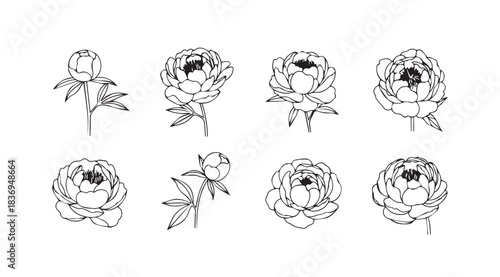 Elegant line art peony flowers collection delicate botanical sketches for artistic floral design vector