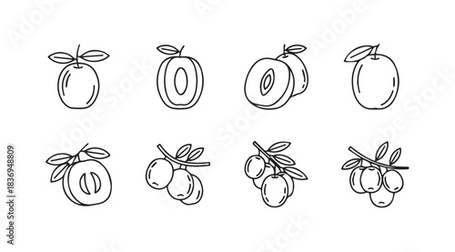 Hand-drawn sketchy fruit icons plum or peach set minimalist botanical line art vector