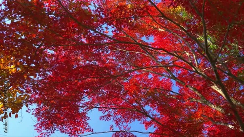 宮崎県小林市須木のすきむらんどの紅葉