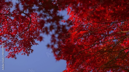 宮崎県小林市須木のすきむらんどの紅葉