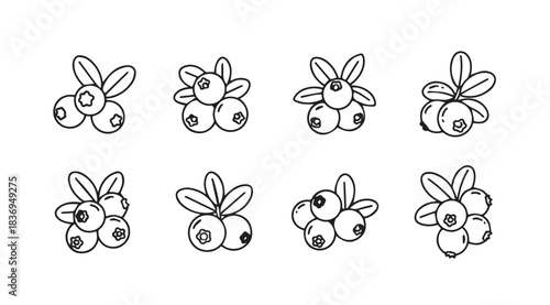 Hand drawn berry sprigs collection natural forest fruit sketch art vector