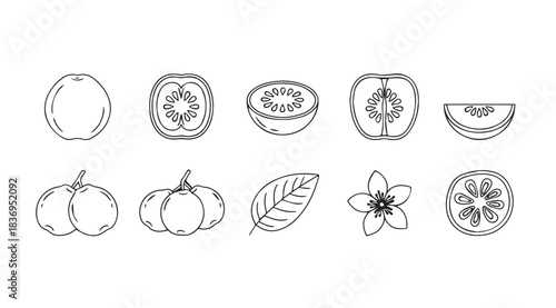 Hand-drawn autumn harvest fruits vegetables and leaves collection fresh organic seasonal produce vector