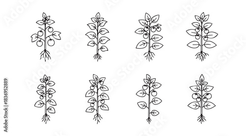 Collection of hand-drawn botanical seedling sprouts with roots artistic sketch collection vector